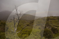 Fence me in: the bold plan to save native species on Wilsons Promontory