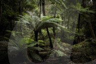 Fence me in: the bold plan to save native species on Wilsons Promontory