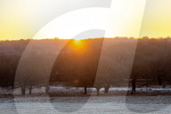 Frosty sunrise in Richmond Park in London, UK.