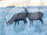 Frosty sunrise in Richmond Park in London, UK.