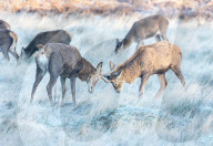 Frosty sunrise in Richmond Park in London, UK.