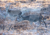 Frosty sunrise in Richmond Park in London, UK.