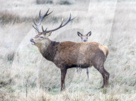 Snow and Frost this wieek for much of the UK