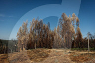 Eucalyptus plantations are expanding - and being blamed for devastation