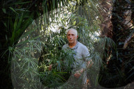 Eucalyptus plantations are expanding - and being blamed for devastation
