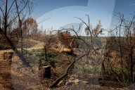 Eucalyptus plantations are expanding - and being blamed for devastation