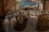 'It's about living on what you have': Four shepherds seek sustainable life in Spain