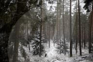A wolf killed the EU president's precious pony - then the fight to catch the predator began.