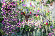 Kew annual Orchid Festival: Madagascar at Kew Gardens, Princess of Wales Conservatory, London, UK.