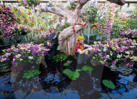 Kew annual Orchid Festival: Madagascar at Kew Gardens, Princess of Wales Conservatory, London, UK.