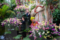 Kew annual Orchid Festival: Madagascar at Kew Gardens, Princess of Wales Conservatory, London, UK.