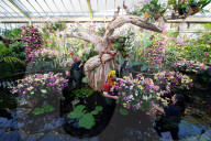 Kew annual Orchid Festival: Madagascar at Kew Gardens, Princess of Wales Conservatory, London, UK.