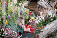 Kew annual Orchid Festival: Madagascar at Kew Gardens, Princess of Wales Conservatory, London, UK.