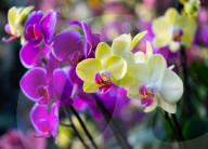 Kew annual Orchid Festival: Madagascar at Kew Gardens, Princess of Wales Conservatory, London, UK.