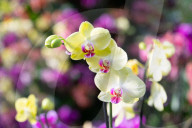 Kew annual Orchid Festival: Madagascar at Kew Gardens, Princess of Wales Conservatory, London, UK.