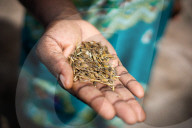 How rice hidden by a woman fleeing slavery in the 1700s could help her descendants