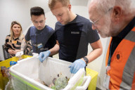 Smoked monkey and whole sharks: the suitcase smugglers feeding Europe’s hunger for bushmeat