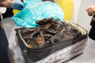 Smoked monkey and whole sharks: the suitcase smugglers feeding Europe’s hunger for bushmeat