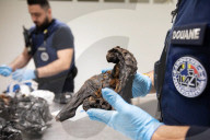 Smoked monkey and whole sharks: the suitcase smugglers feeding Europe’s hunger for bushmeat