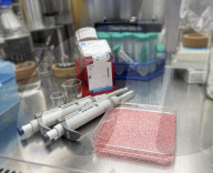 Lab meat grown in rice grains for hybrid food