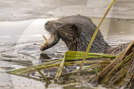 FEATURE - Dieser Otter setzt seine scharfen Zähne ein bei der Jagd in einem Teich auf einen Fisch
