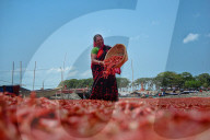 FEATURE - Arbeiterinnen verteilen Chilis zum Trocknen in der heißen Sommersonne im Bezirk Chandripur, Bangladesch
