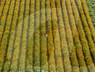 FEATURE - Bauern sind von Hunderten von gelben Ringelblumenblüten umgeben