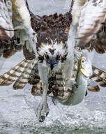 FEATURE -Dieser Fischadler nimmt Blickkontakt mit einem Fotografen auf
