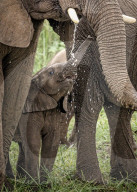 FEATURE - Dieses niedliche Elefantenkalb scheint mit seinem Rüssel zu spielen