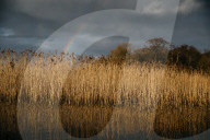 'Like the flip of a switch, it’s gone': has the ecosystem of the UK's largest lake collapsed?