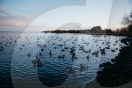 'Like the flip of a switch, it’s gone': has the ecosystem of the UK's largest lake collapsed?