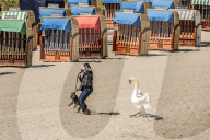 FEATURE - SN_SWAN_V_DOG_11