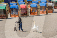 FEATURE - SN_SWAN_V_DOG_12