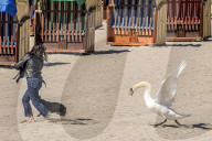 FEATURE - SN_SWAN_V_DOG_13