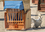 FEATURE - SN_SWAN_V_DOG_15