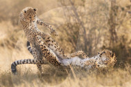FEATURE - Diese Gepardenmutter verpasst ihrem Jungen einen Karatetritt