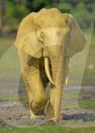 FEATURE - Elefanten erscheinen golden, nachdem sie sich mit Schlamm bedeckt haben