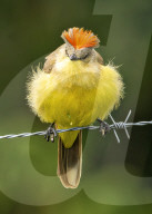 FEATURE - Dieser bunte Vogel trägt eine Frisur wie Beaker von den Muppets 