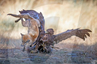 FEATURE -Ein Fuchs und ein Adler kämpfen am Boden um ihr Revier