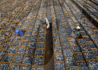 FEATURE - Arbeiter stellen Gestelle voller Fisch zum Trocknen für einige Tage in die Sonne in Vietnam