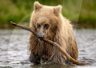 FEATURE - Verspieltes Braunbärenjunges lässt den Fischfangunterricht sausen