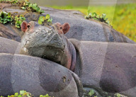 FEATURE - Nilpferde mit schlammigen Gesichtern sehen aus, als würden sie eine Wellness-Behandlung genießen