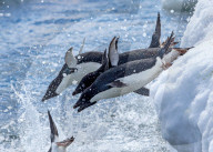 FEATURE - Eine Gruppe von Pinguinen springt vom Eis ins eiskalte Wasser