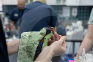What's paralysing thousands of rainbow lorikeets? Scientists search for the cause as volunteer carers are overwhelmed