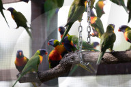 What's paralysing thousands of rainbow lorikeets? Scientists search for the cause as volunteer carers are overwhelmed