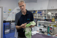 What's paralysing thousands of rainbow lorikeets? Scientists search for the cause as volunteer carers are overwhelmed