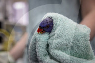 What's paralysing thousands of rainbow lorikeets? Scientists search for the cause as volunteer carers are overwhelmed