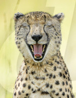 FEATURE -  Ein gähnender Gepard scheint in Gelächter auszubrechen