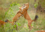 FEATURE - Ein Paar wilder Hunde hält sich während eines Kampfes gegenseitig