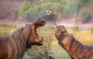 FEATURE - Nilpferde kämpfen an einem schlammigen Fluss